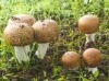 Agaricus Blazei Extract